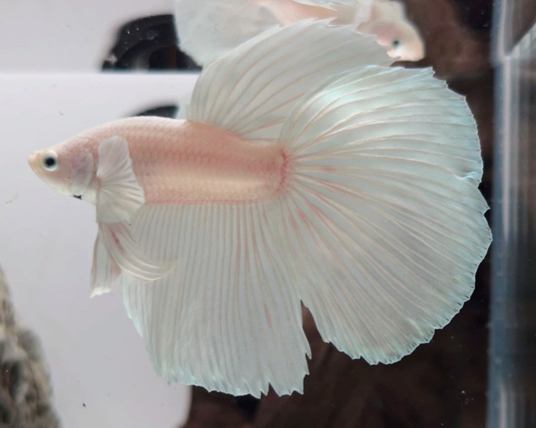 White Platinum Halfmoon Betta Male (LGT-OTH-M-004)
