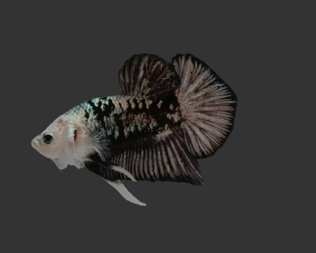 Emerald Armour Samurai HMPK Male Betta