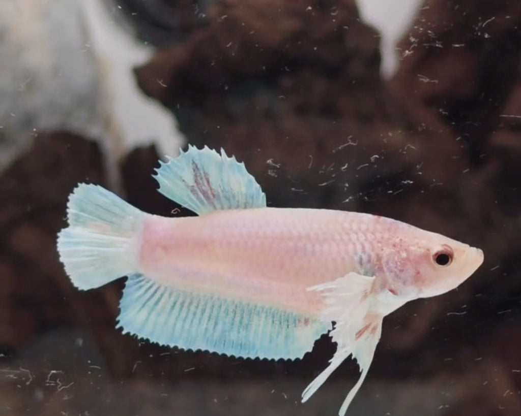 Dumbo Female Sorority Pack – 5 Premium Females WYSIWYG