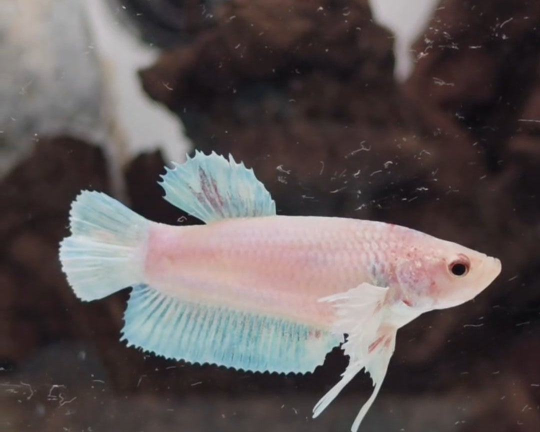 Dumbo Female Sorority Pack – 5 Premium Females WYSIWYG