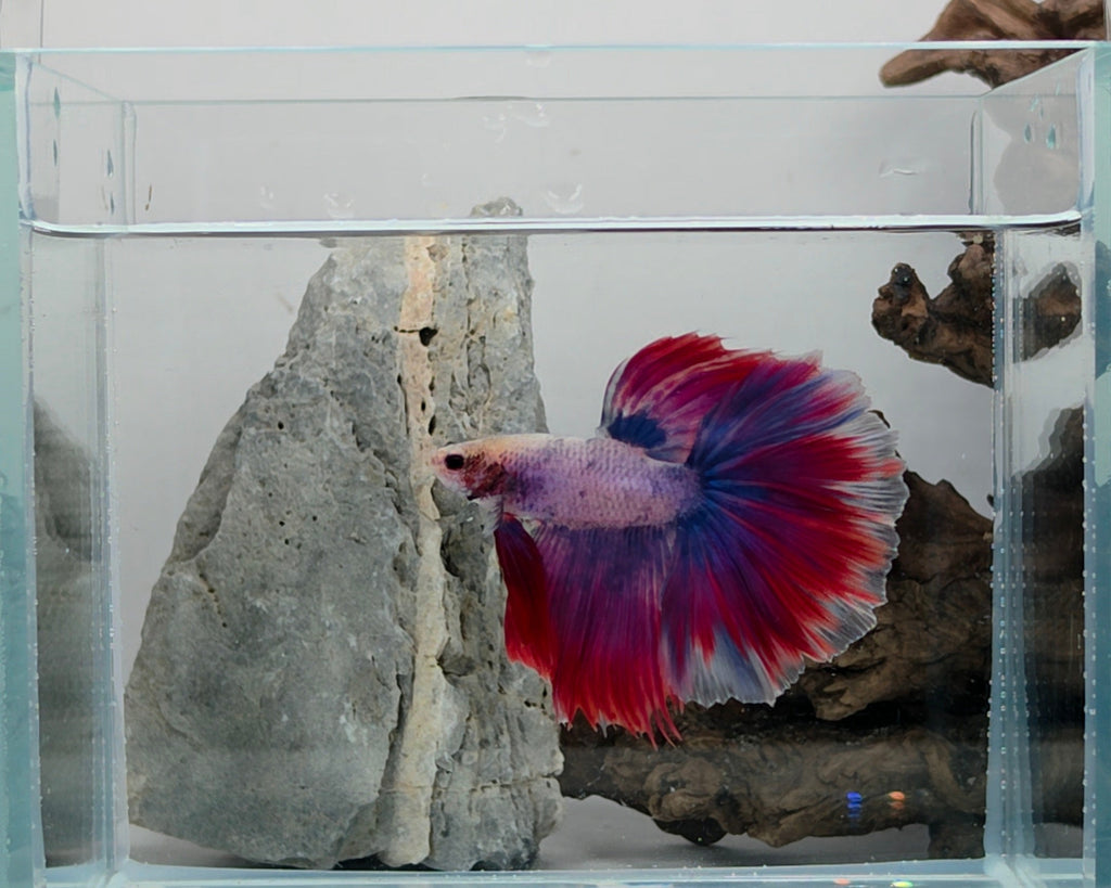Halfmoon Pastel Spectral Male Betta Fish (SPC-OTH-M-011)