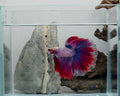 Halfmoon Pastel Spectral Male Betta Fish (SPC-OTH-M-011)