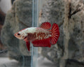 Red Samurai Halfmoon Plakat Betta Fish Female (CRM-OTH-F-001)