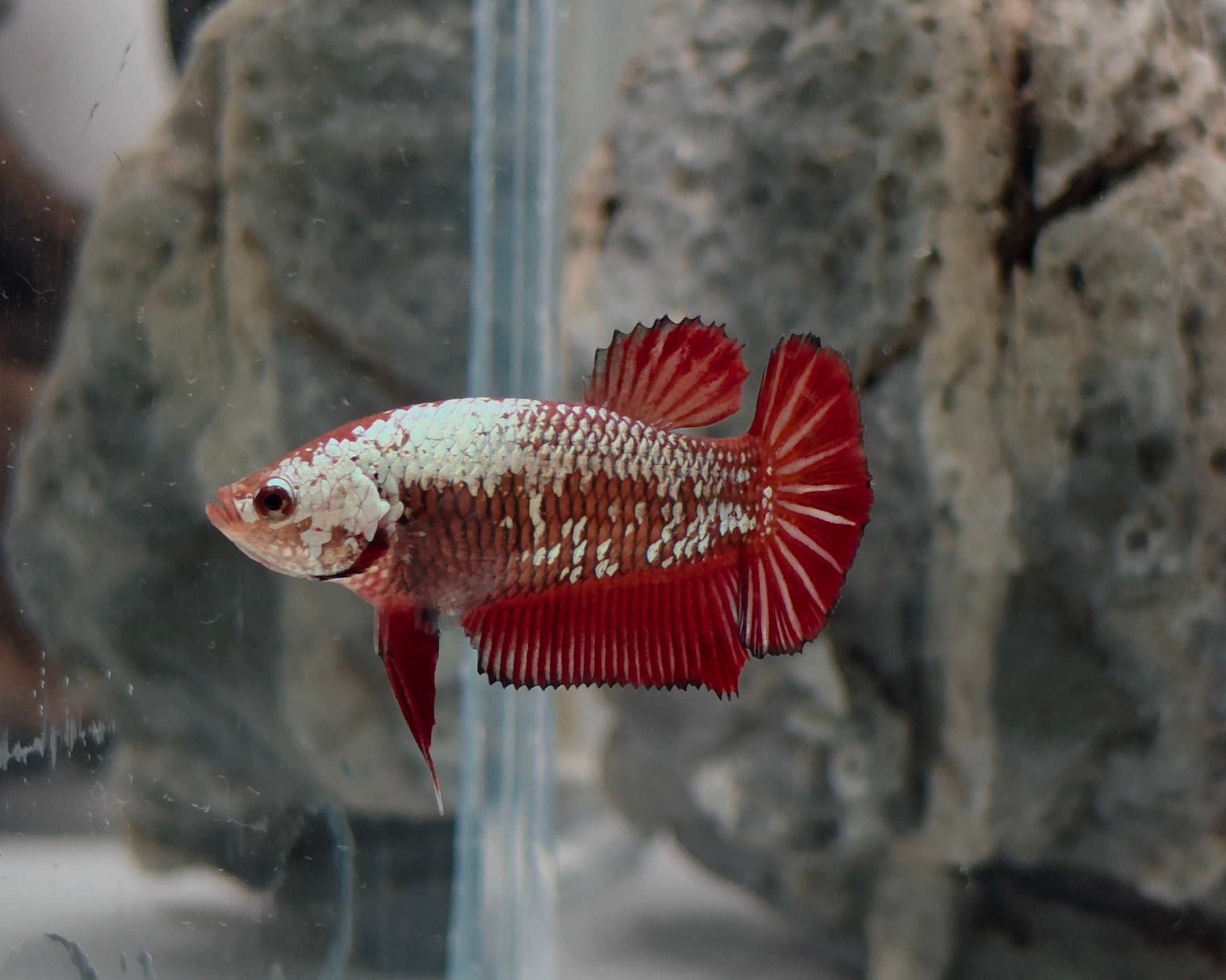 Red Samurai Halfmoon Plakat Betta Fish Female (CRM-OTH-F-001)