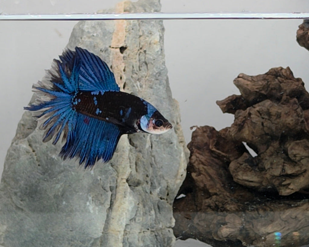 Royal Blue Rose Tail Halfmoon Betta Male (DRK-FMC-M-003)