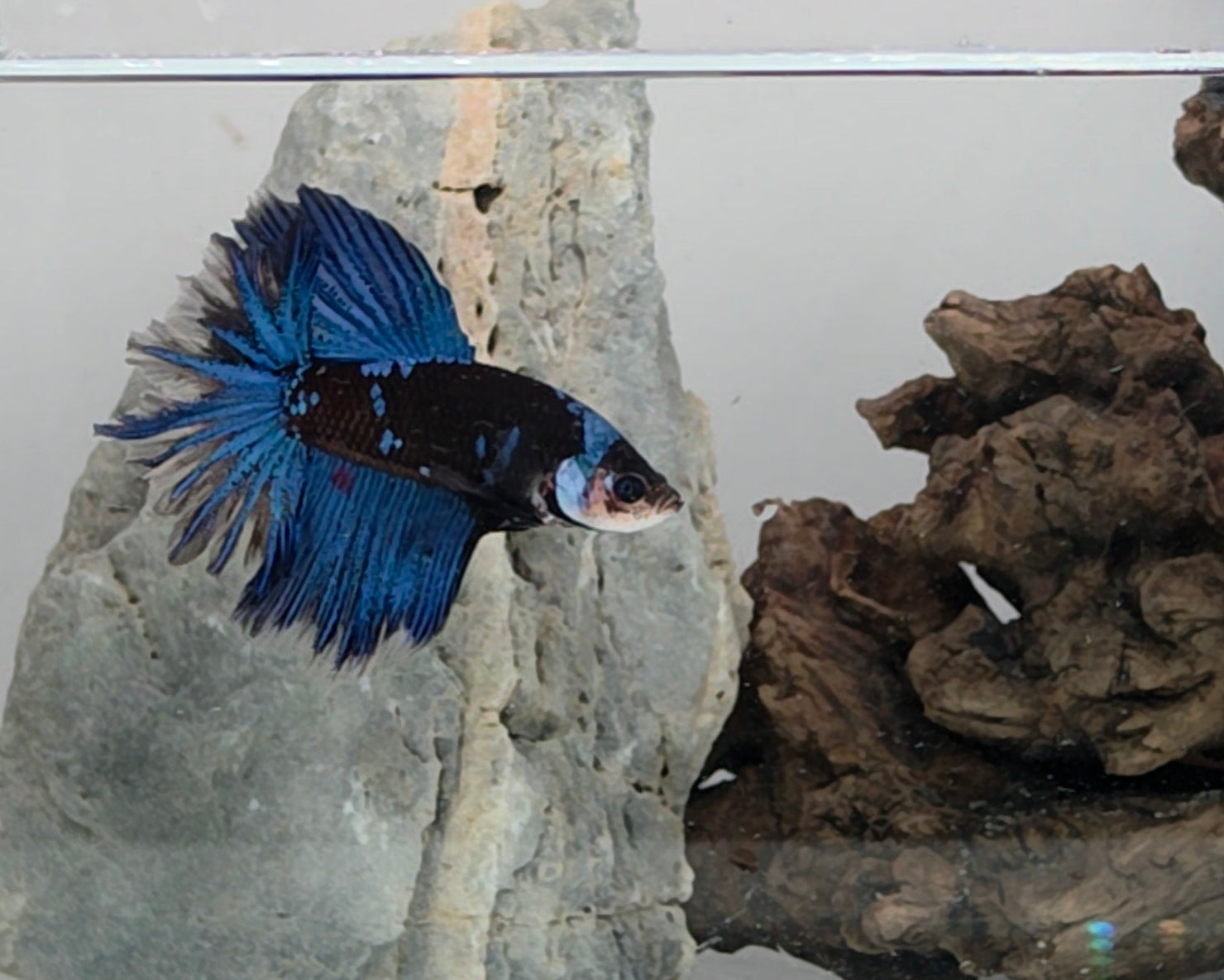 Royal Blue Rose Tail Halfmoon Betta Male (DRK-FMC-M-003)