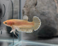 Female Soft Gold Dumbo Halfmoon Betta Fish (GLD-GDM-F-001)