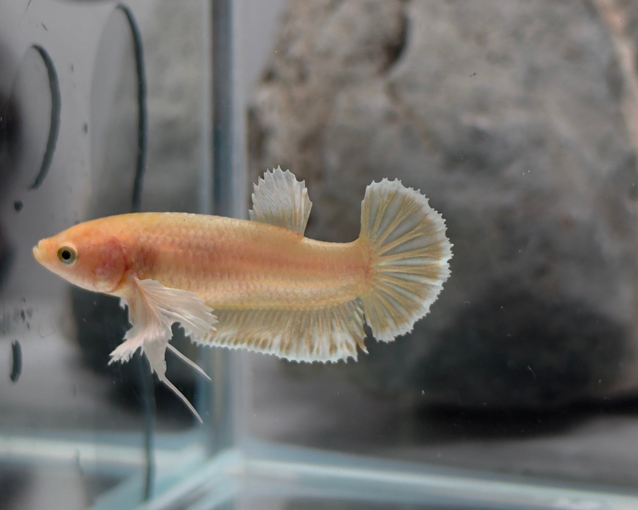 Female Soft Gold Dumbo Halfmoon Betta Fish (GLD-GDM-F-001)