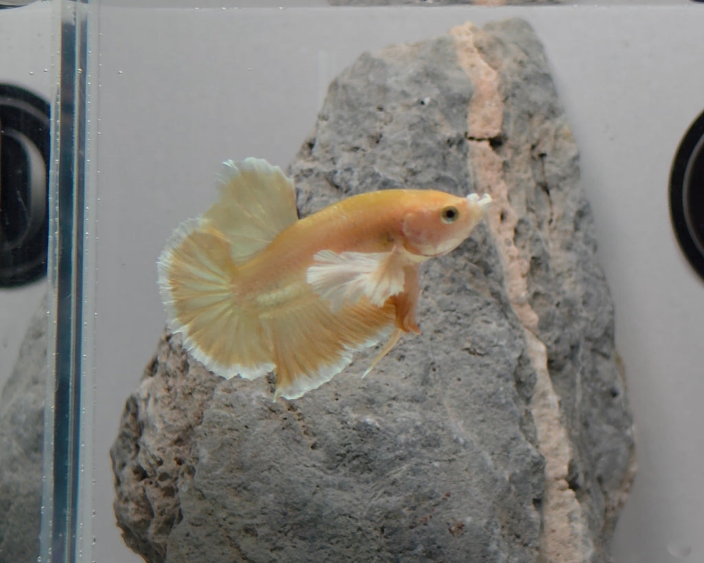 Male Soft Gold Dumbo Halfmoon Betta Fish (GLD-GDM-M-001)