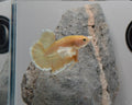 Male Soft Gold Dumbo Halfmoon Betta Fish (GLD-GDM-M-001)