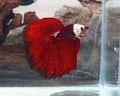Exceptional Hooded Red Mamba Halfmoon Male | WYSIWYG