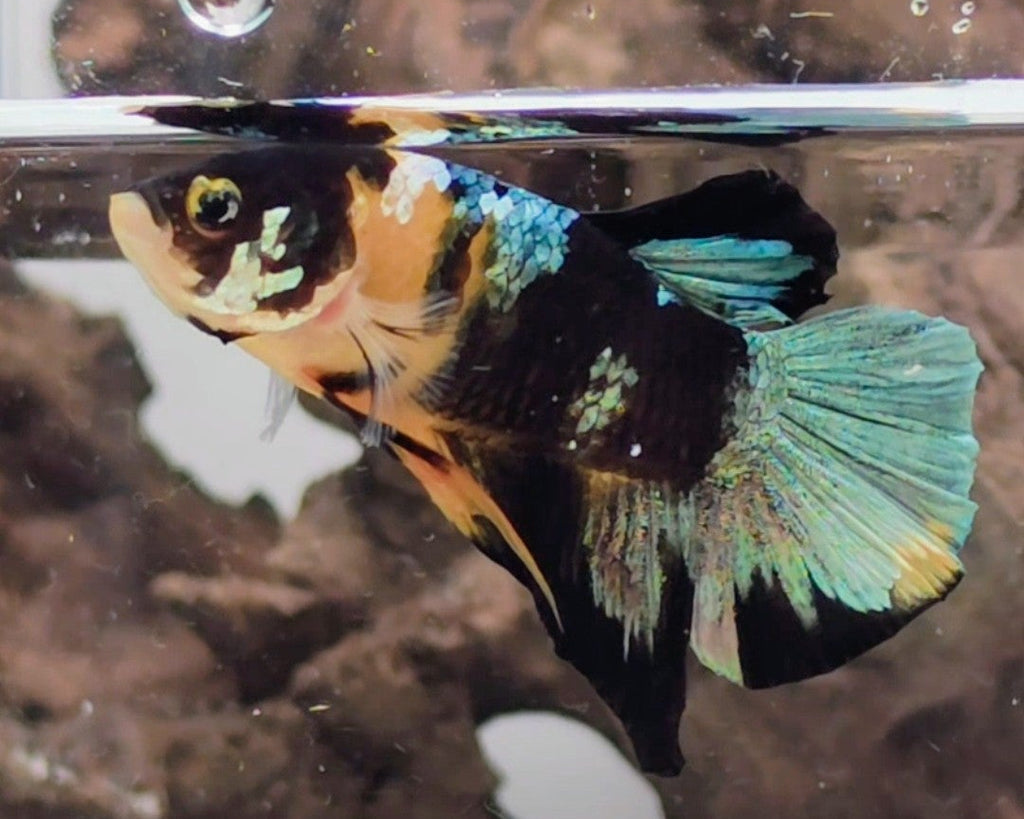 Yellow Copper Koi Male Betta HMPK