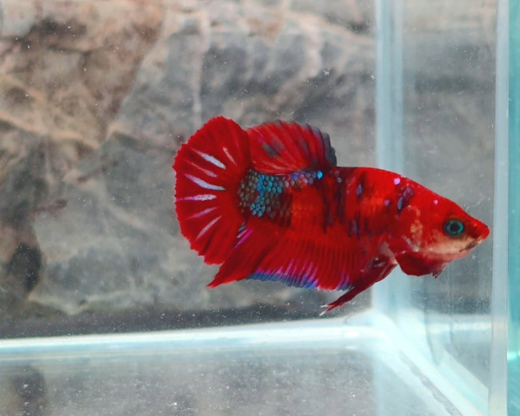 Premium Red Galaxy Metallic Koi Female Halfmoon | WYSIWYG