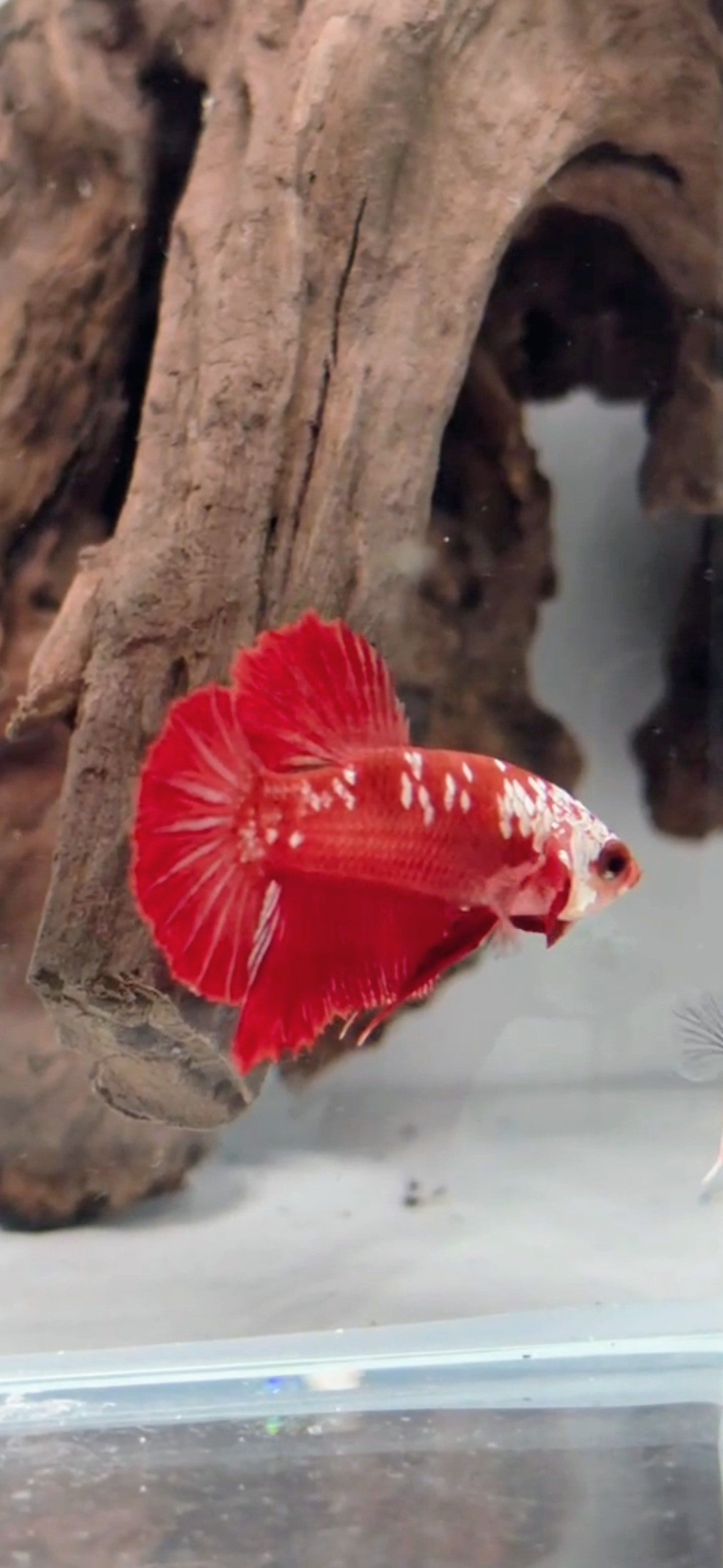 Male Red Mamba Samurai HMPK Betta Fish (CRM-RSM-M-001)