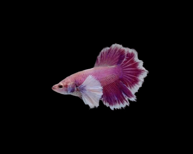 Foundation Purple Dumbo Halfmoon Female Betta