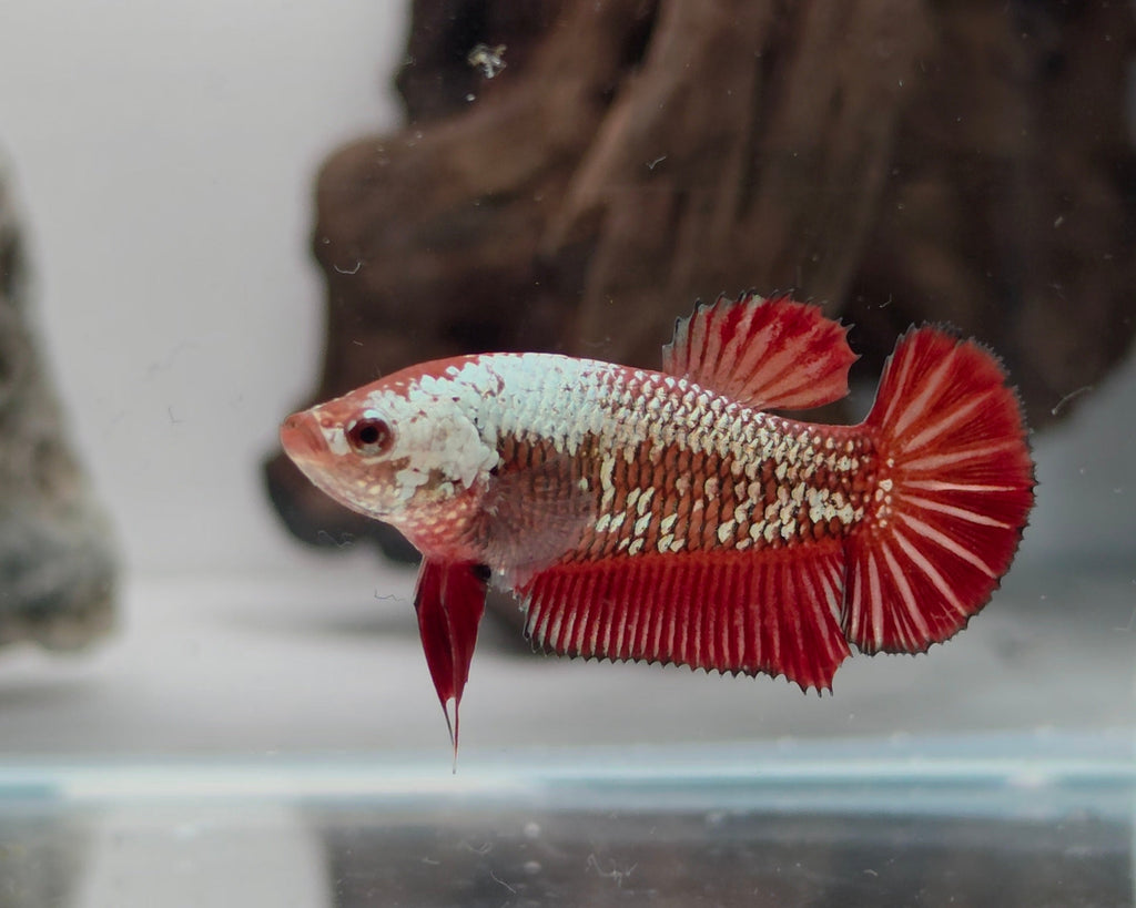 Red Samurai Halfmoon Plakat Betta Fish Female (CRM-OTH-F-001)