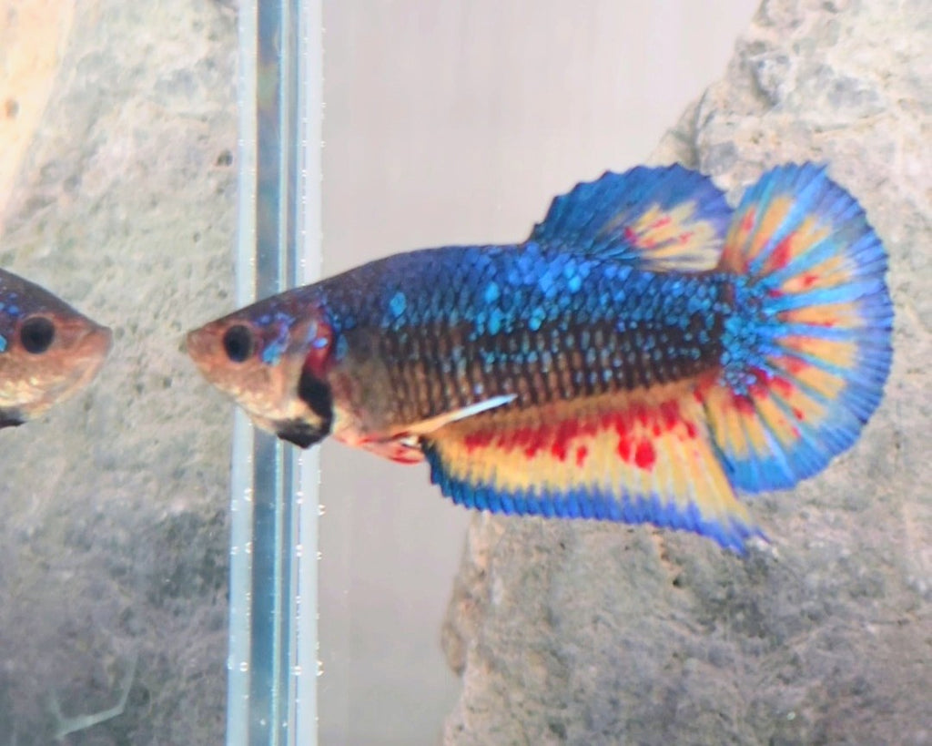 Female Metallic Mustard Gas Vanda HMPK Betta Fish (SPC-MSG-F-001)