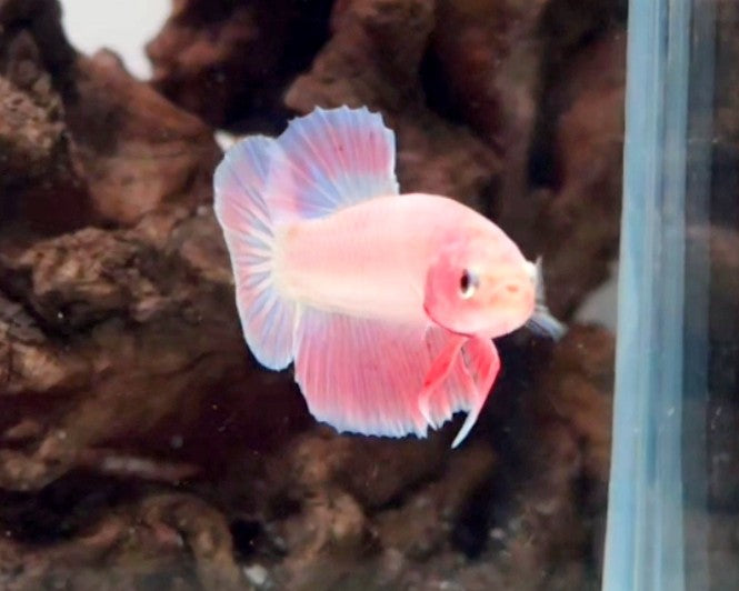 Premium Super Pink HMPK Betta Male 1