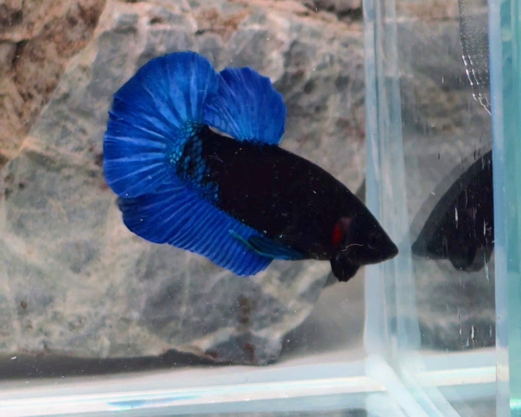 Premium Black Royal Blue HMPK Betta Male | WYSIWYG