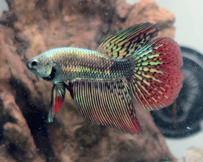 Premium Copper Alien Hybrid Halfmoon Male