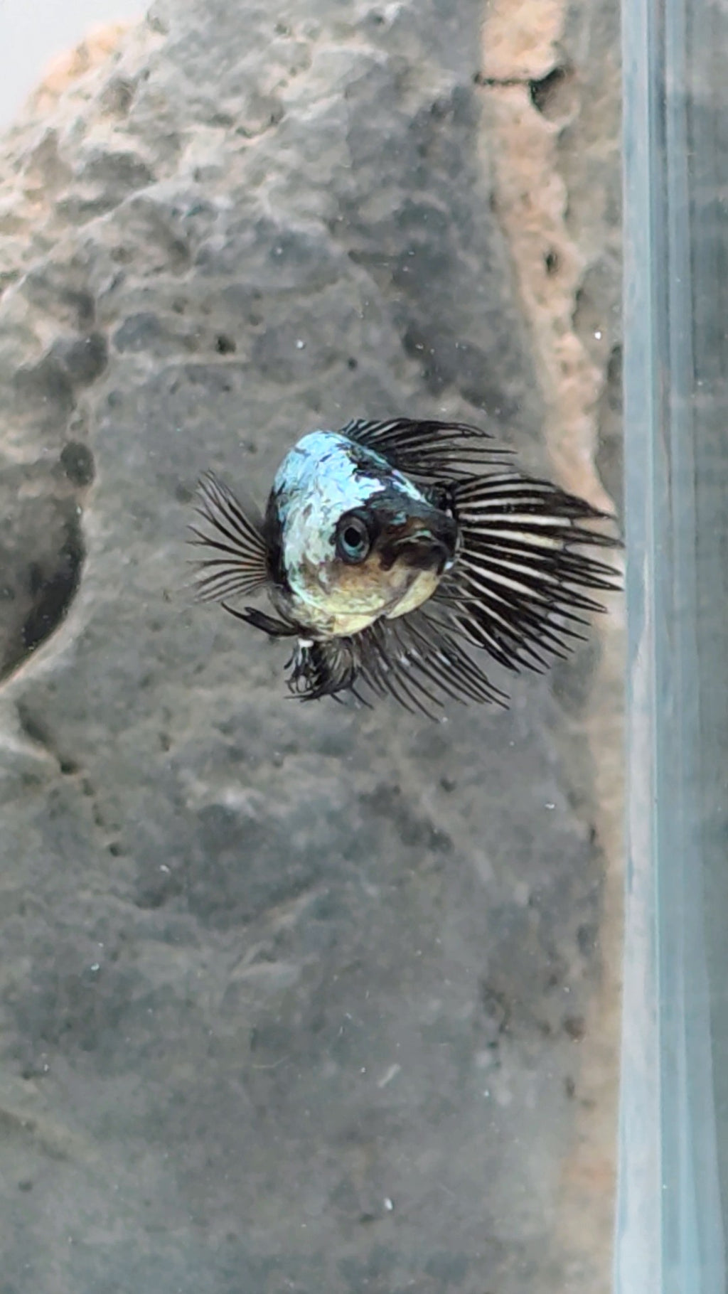 Female Crowntail Samurai Betta | WYSIWYG