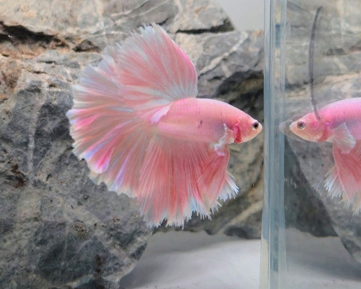 Premium Pink Halfmoon Betta Male | WYSIWYG