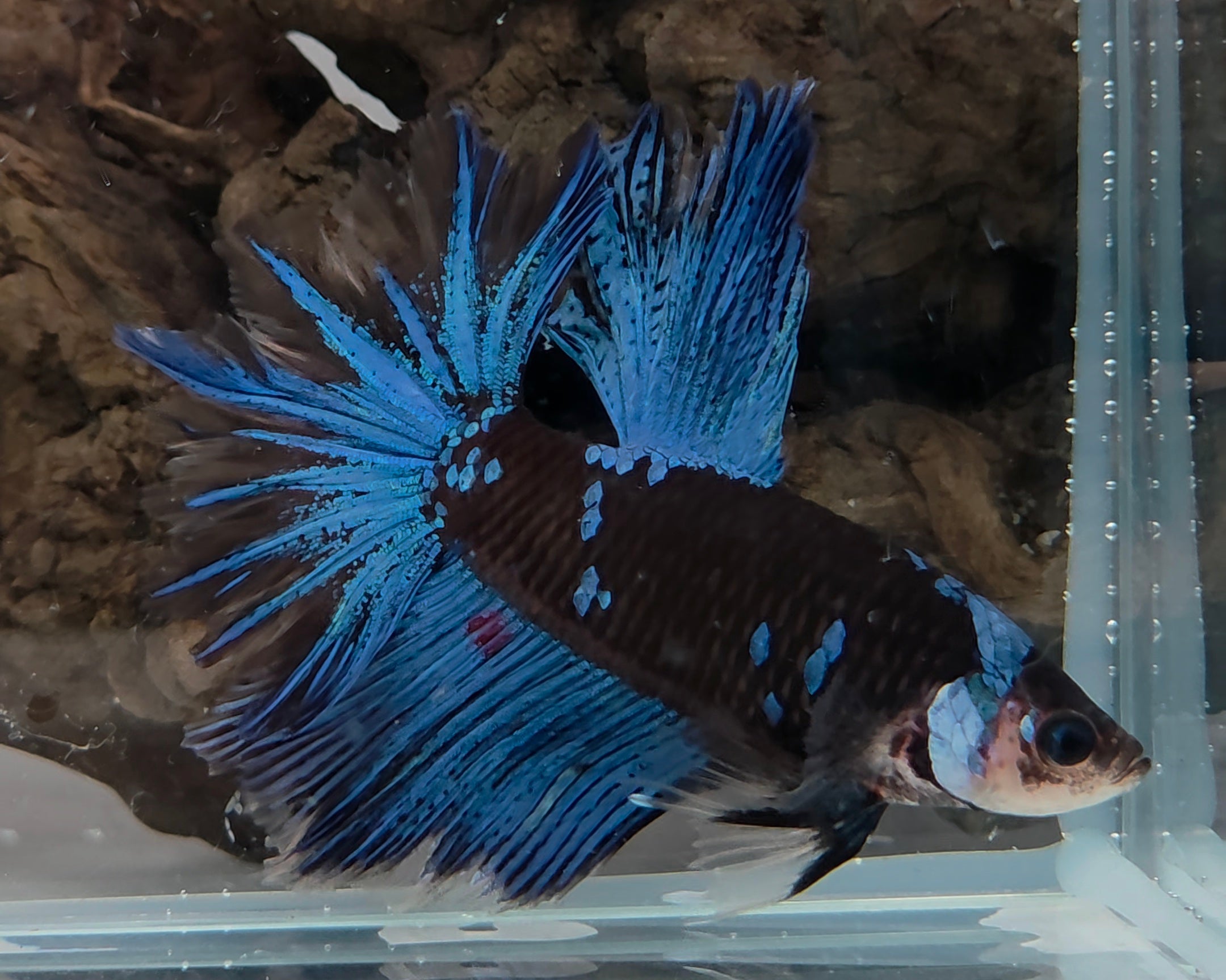 Royal Blue Rose Tail Halfmoon Betta Male (DRK-FMC-M-003)