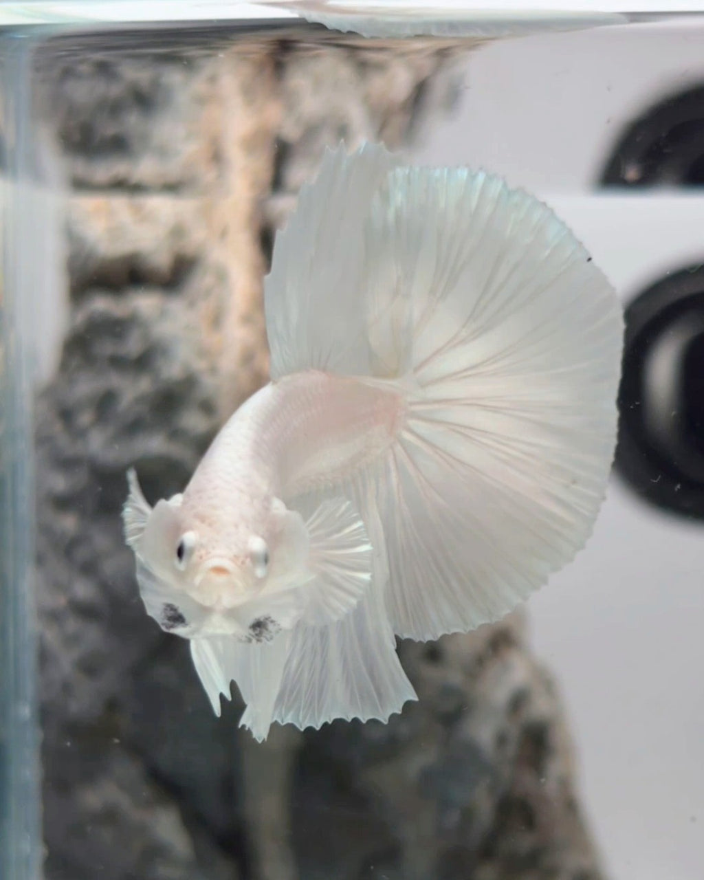 Male White Platinum Halfmoon Betta Fish (LGT-OTH-M-003)