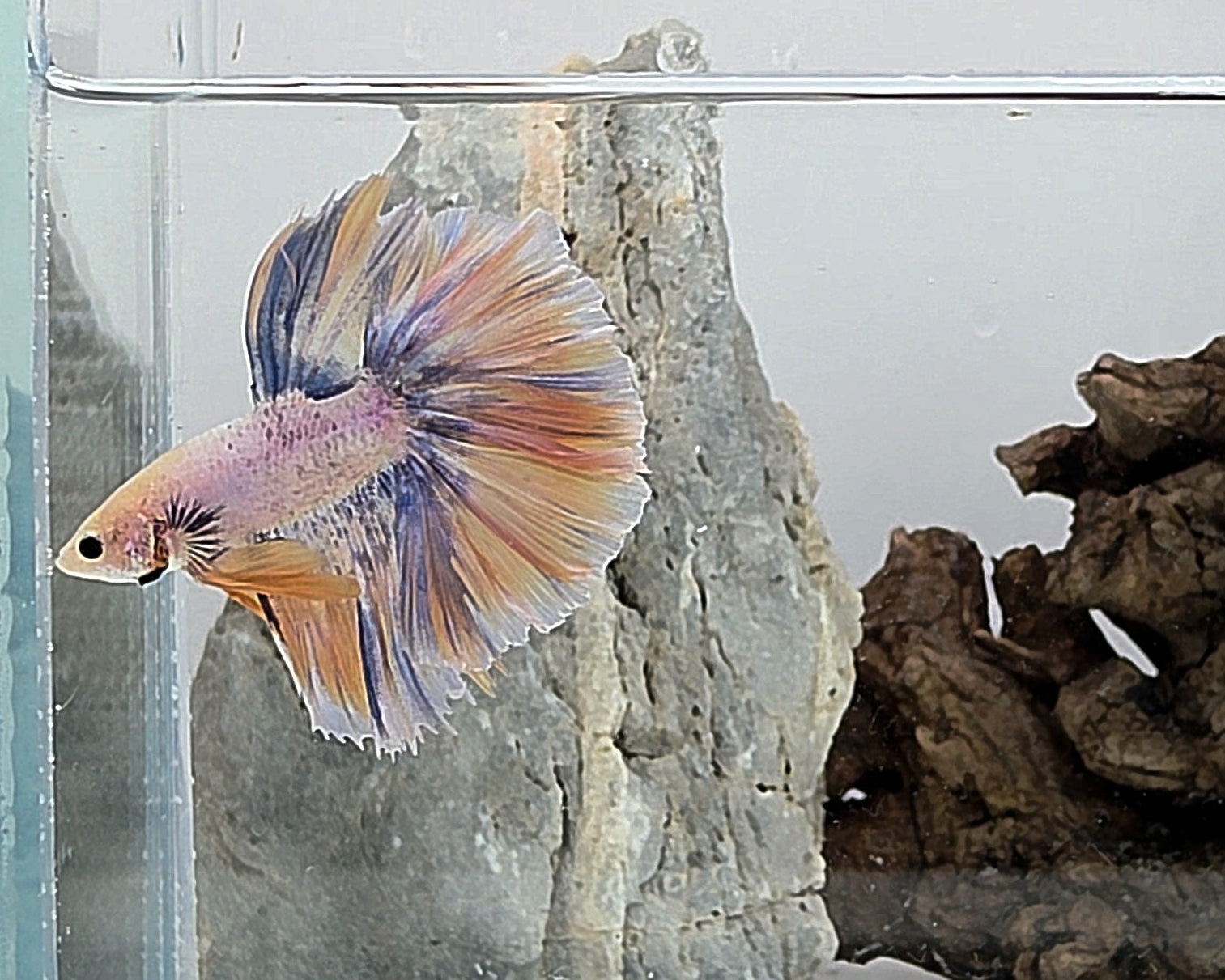 Halfmoon Yellow Pastel Rosetail Male Betta Fish (SPC-OTH-M-013)