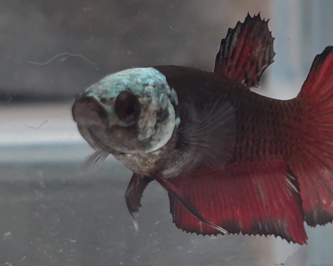 Red Black Hooded Samurai Halfmoon Female Betta | WYSIWYG