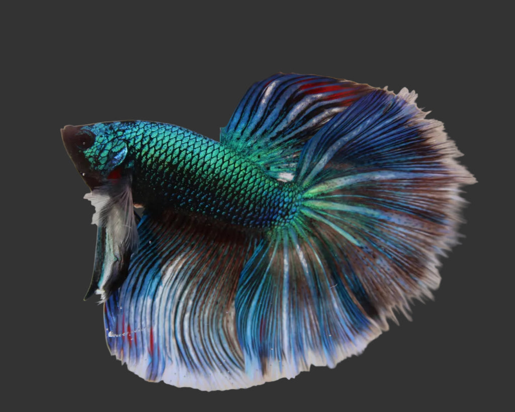 Green Metallic Halfmoon Male