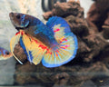Male Metallic Mustard Gas Vanda HMPK Betta Fish (SPC-MSG-M-002)