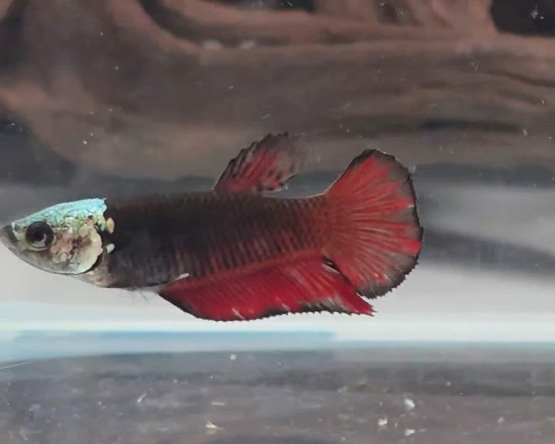 Red Black Hooded Samurai Halfmoon Female Betta | WYSIWYG