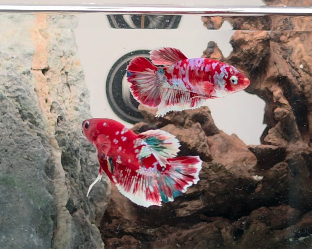 Barongsai Halfmoon Plakat (HMPK) Betta Pair Male (CRM-OTH-M-003) & Female(CRM-OTH-F-002)