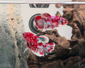 Barongsai Halfmoon Plakat (HMPK) Betta Pair Male (CRM-OTH-M-003) & Female(CRM-OTH-F-002)