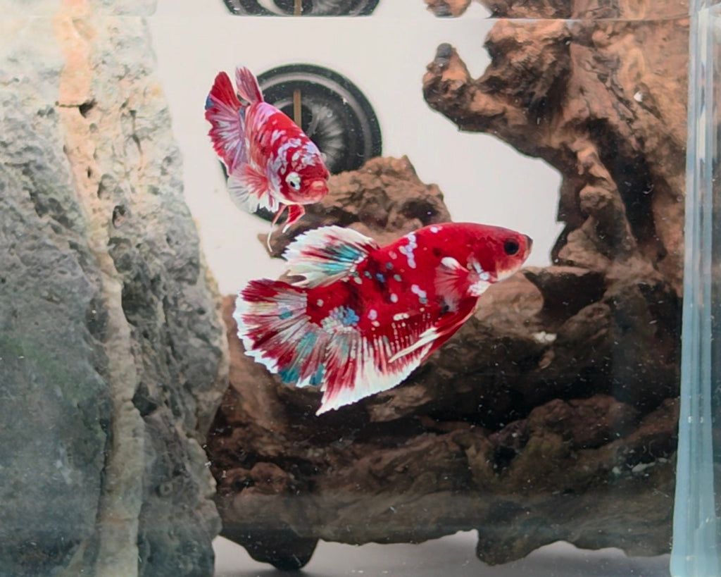 Barongsai Halfmoon Plakat (HMPK) Betta Pair Male (CRM-OTH-M-003) & Female(CRM-OTH-F-002)