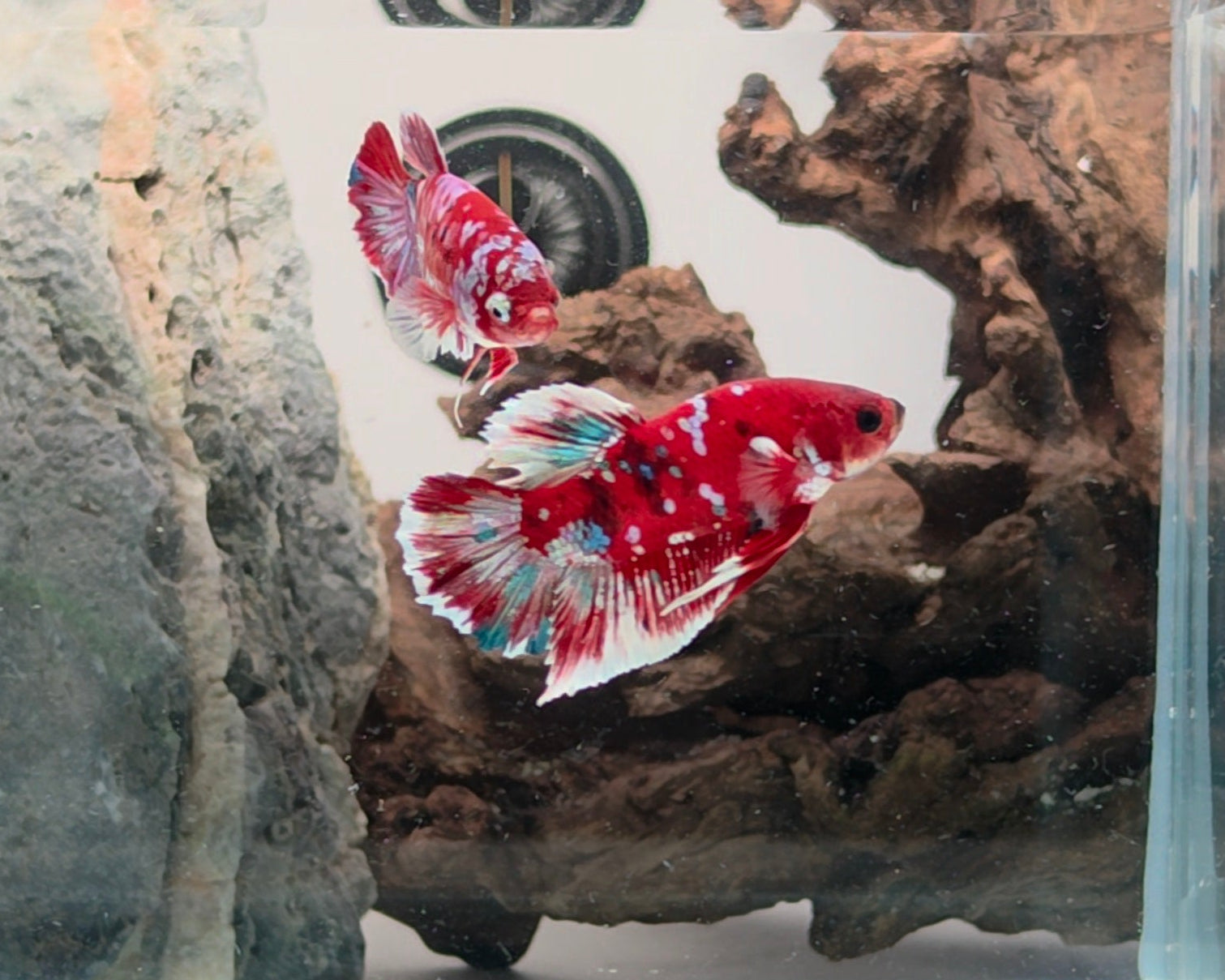 Barongsai Halfmoon Plakat (HMPK) Betta Pair Male (CRM-OTH-M-003) & Female(CRM-OTH-F-002)