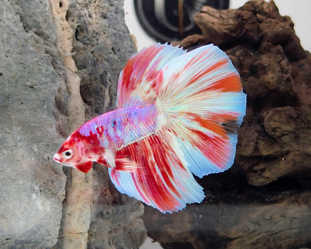 Barongsai Halfmoon Betta Fish Male (CRM-OTH-M-005)