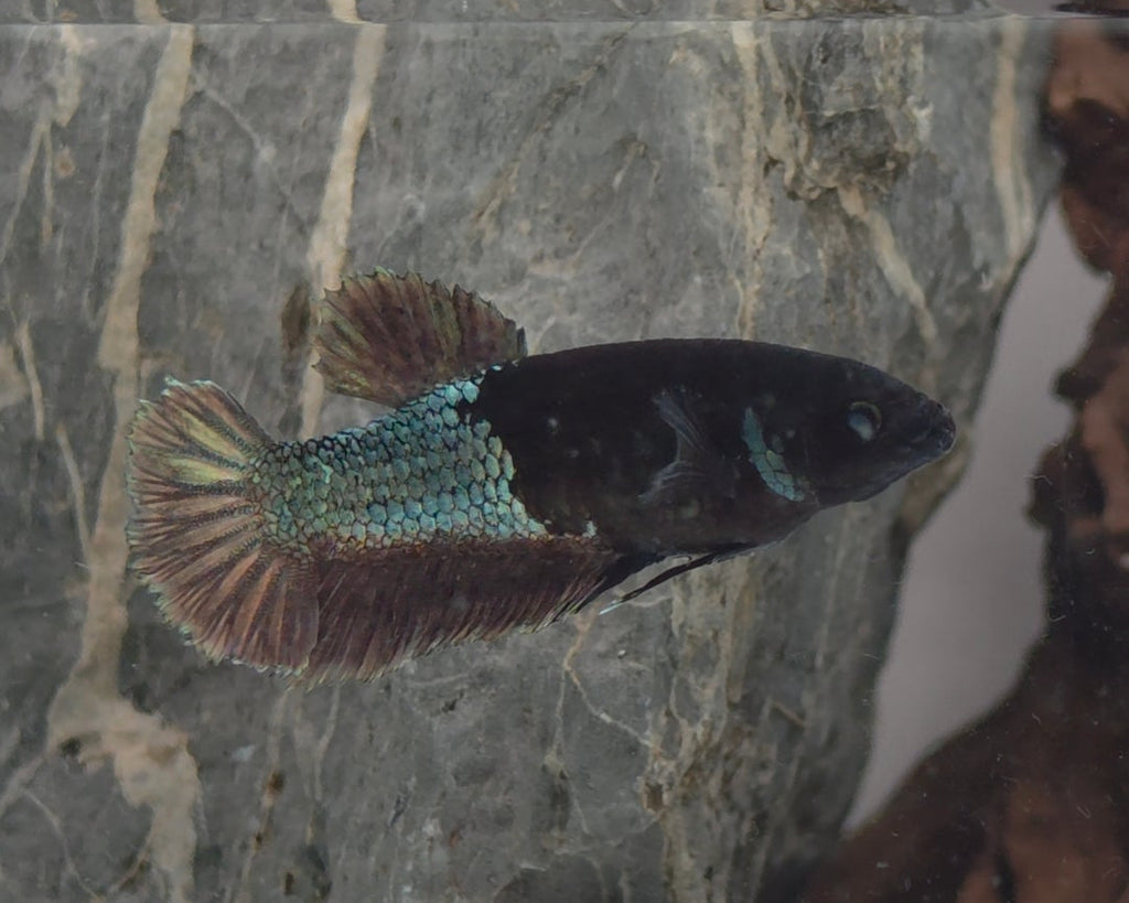 Premium Black Avatar HMPK Betta Female (DRK-AVG-F-001)