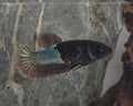 Premium Black Avatar HMPK Betta Female (DRK-AVG-F-001)