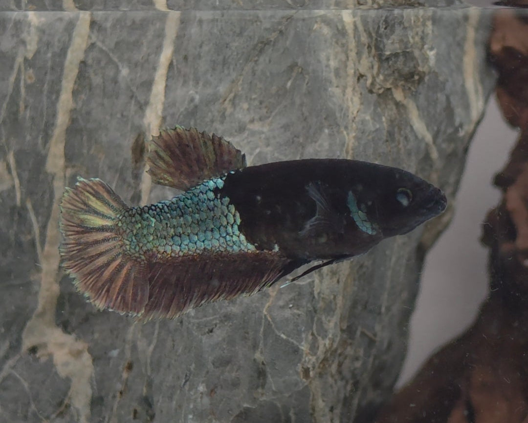 Premium Black Avatar HMPK Betta Female (DRK-AVG-F-001)