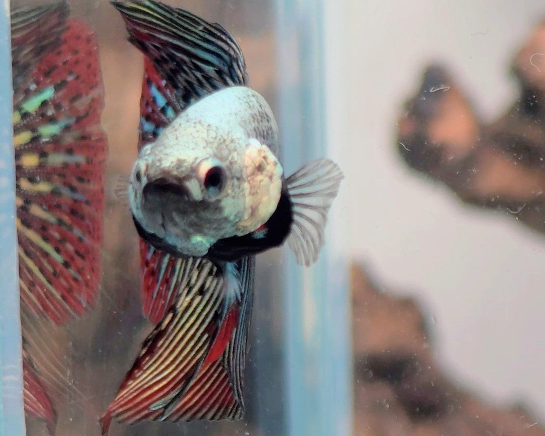 Premium Copper Alien Hybrid Halfmoon Male