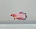 Pink Fancy Scale HMPK Female Betta