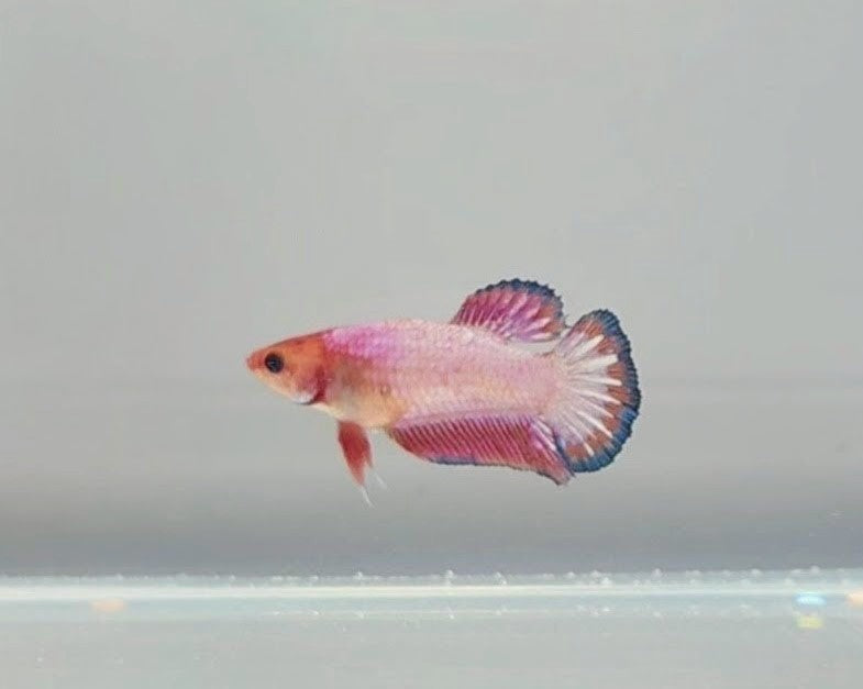 Pink Fancy Scale HMPK Female Betta