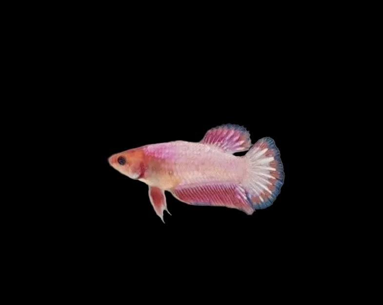 Pink Fancy Scale HMPK Female Betta
