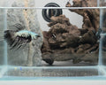 Samurai Crowntail Betta Pair Male (CRT-OTH-M-002) Female (CRT-OTH-F-001)