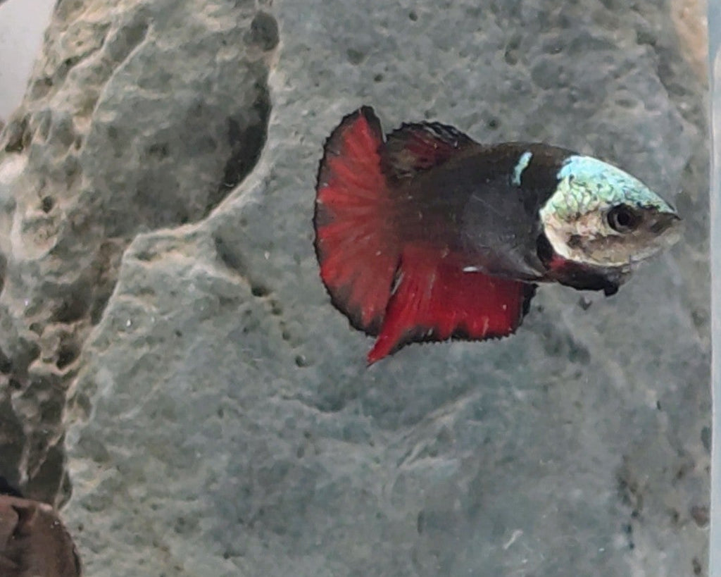 Red Black Hooded Samurai Halfmoon Female Betta | WYSIWYG