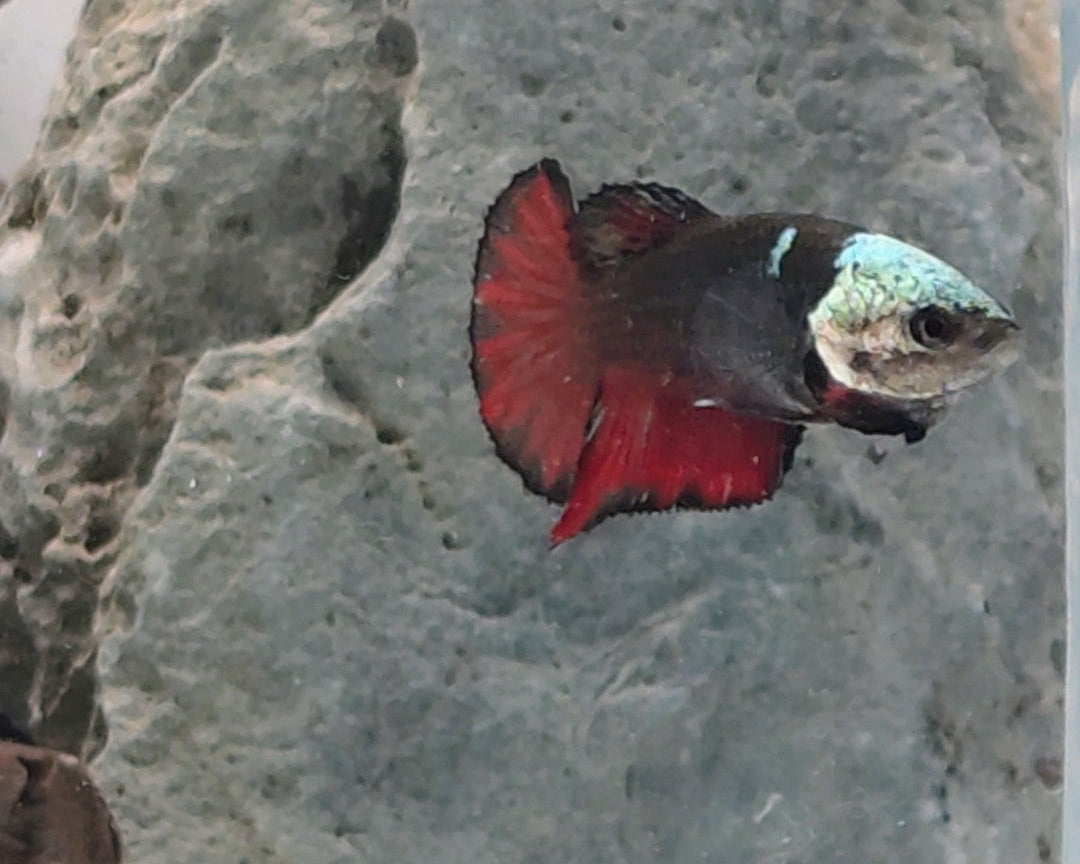 Red Black Hooded Samurai Halfmoon Female Betta | WYSIWYG