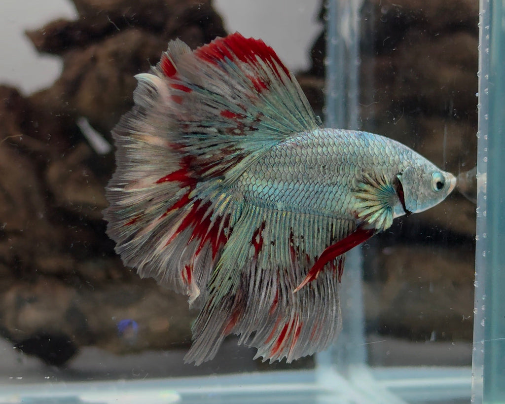 Male Ice Blue Metallic Butterfly Halfmoon Betta Fish (SPC-FMC-M-004)