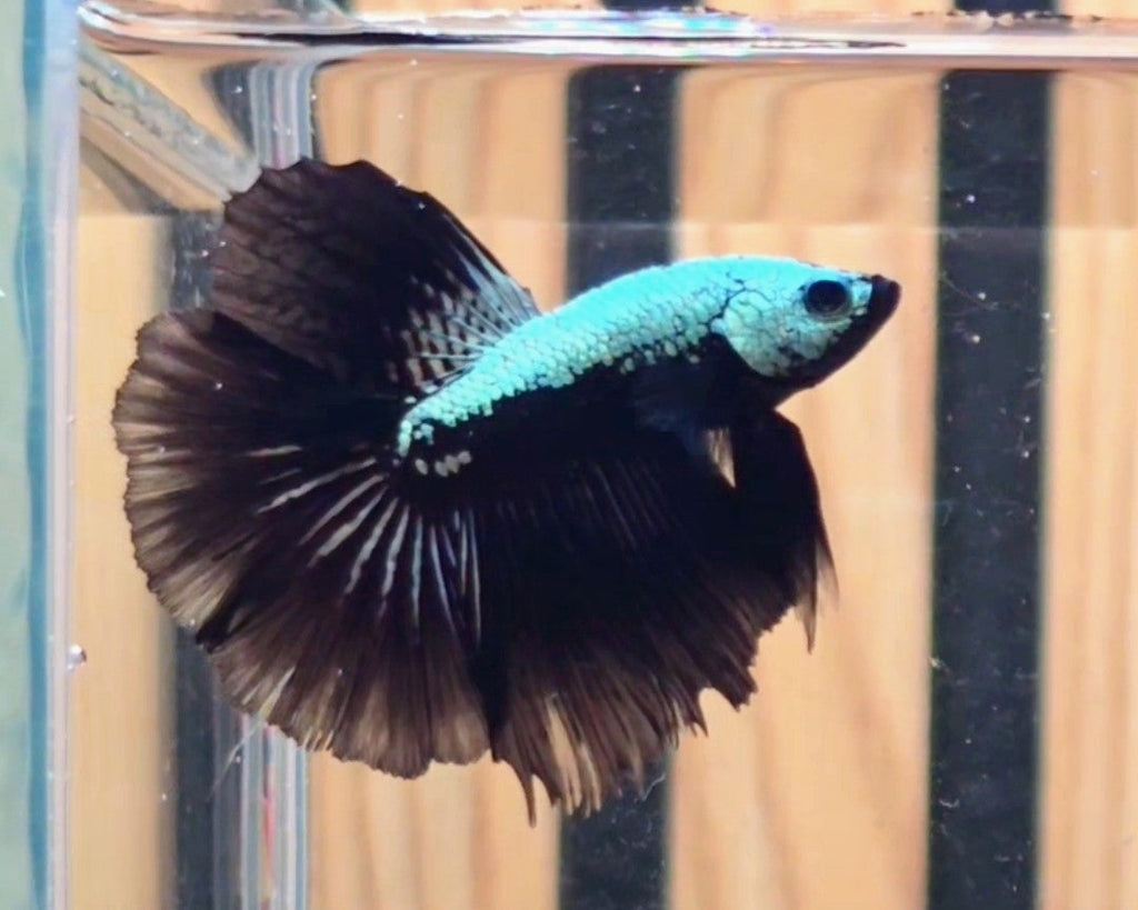 Black Samurai Halfmoon Male Betta | WYSIWYG